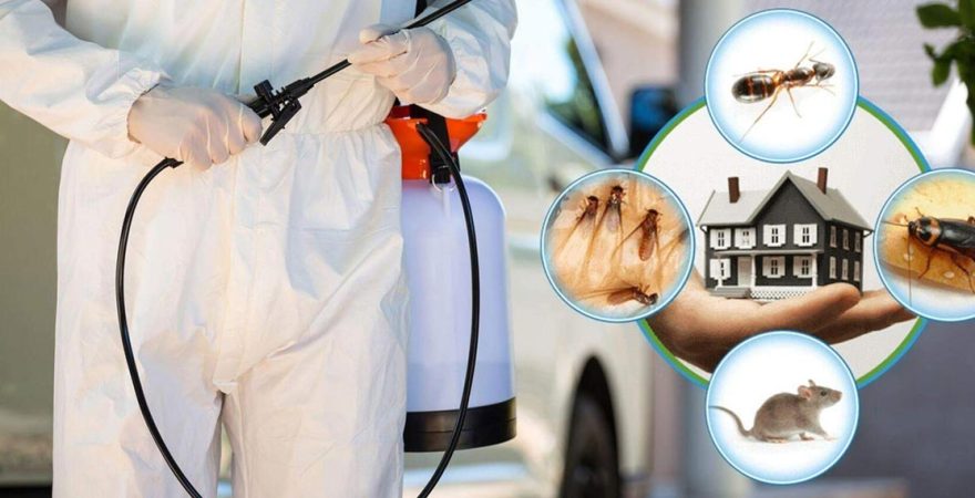 Avcılar Böcek İlaçlama