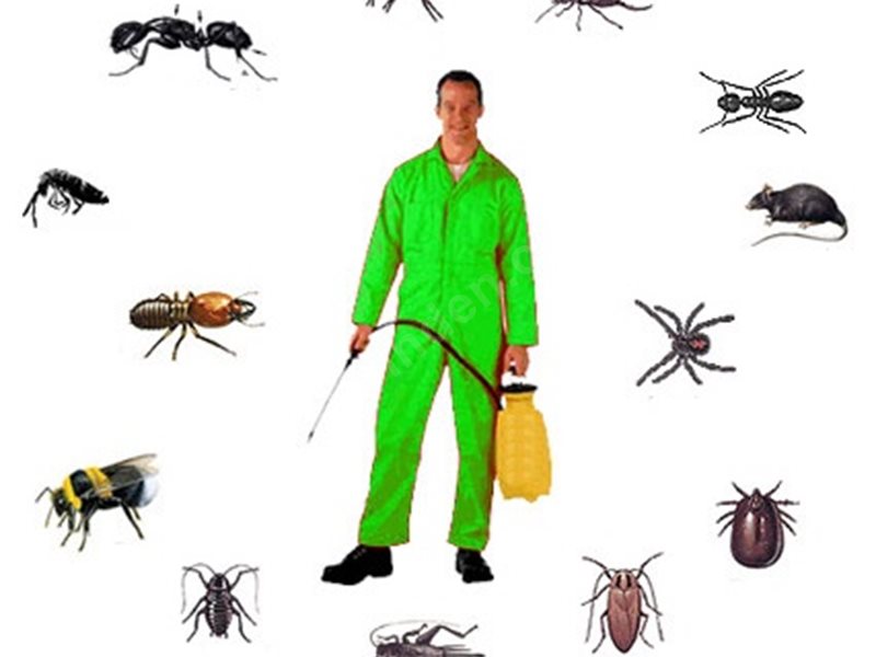 Avcılar Böcek İlaçlama